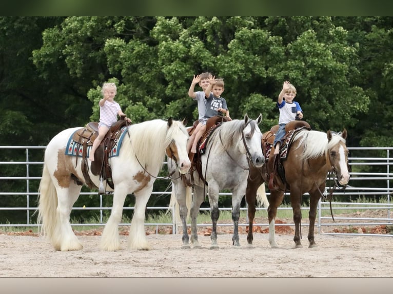 Quarter horse américain Hongre 6 Ans 157 cm Gris in Mount Vernon, MO