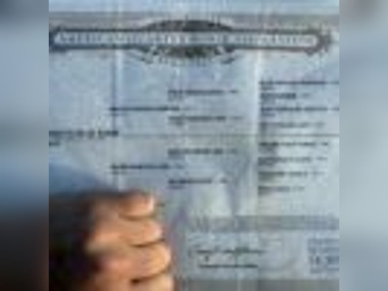 Quarter horse américain Hongre 6 Ans 157 cm Gris in Cole Camp MO