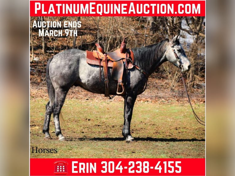 Quarter horse américain Hongre 6 Ans 157 cm Gris in Flemingsburg KY