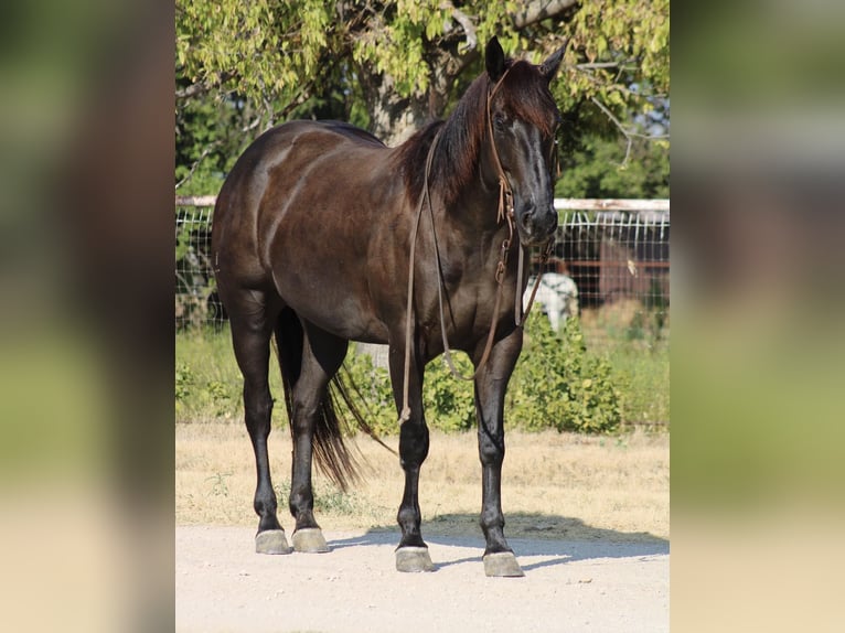 Quarter horse américain Hongre 6 Ans 157 cm Noir in Breckenridge TX