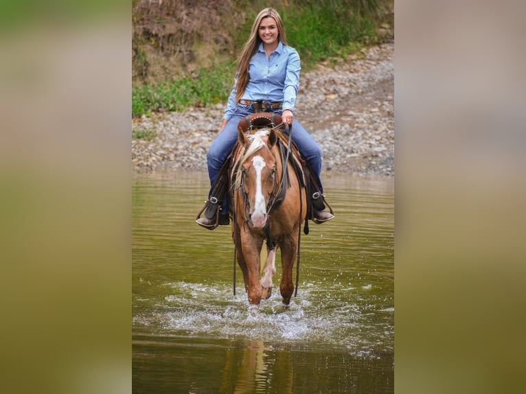 Quarter horse américain Hongre 6 Ans 157 cm Palomino in Ewing, KY