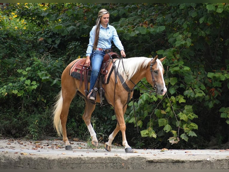 Quarter horse américain Hongre 6 Ans 157 cm Palomino in Ewing, KY