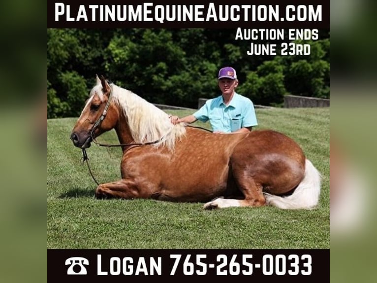 Quarter horse américain Hongre 6 Ans 157 cm Palomino in Level Green KY