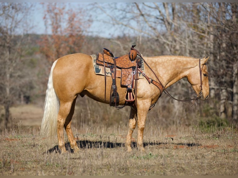 Quarter horse américain Hongre 6 Ans 157 cm Palomino in Rusk TX