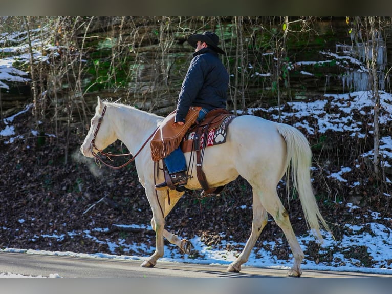 Quarter horse américain Hongre 6 Ans 157 cm Perlino in Santa Fe TN