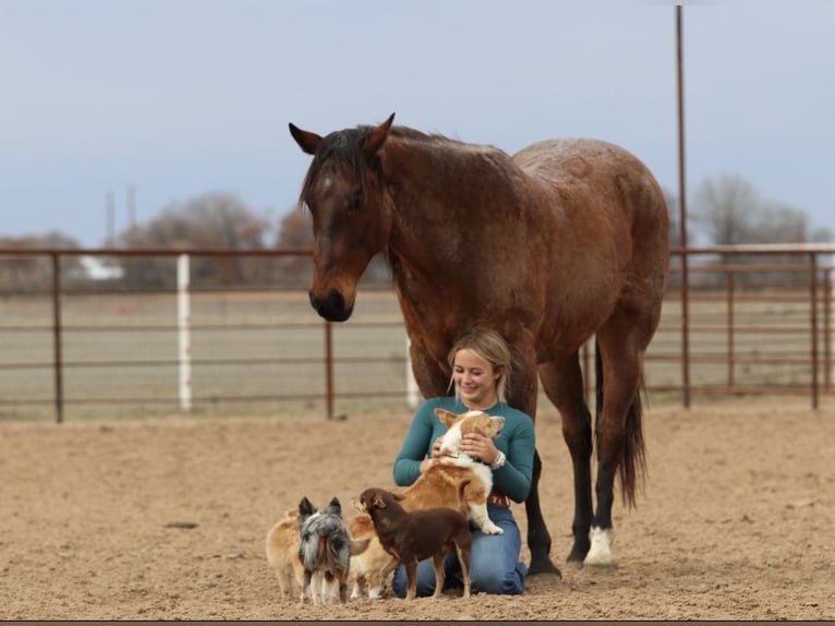 Quarter horse américain Hongre 6 Ans 157 cm Roan-Bay in Mineral Wells
