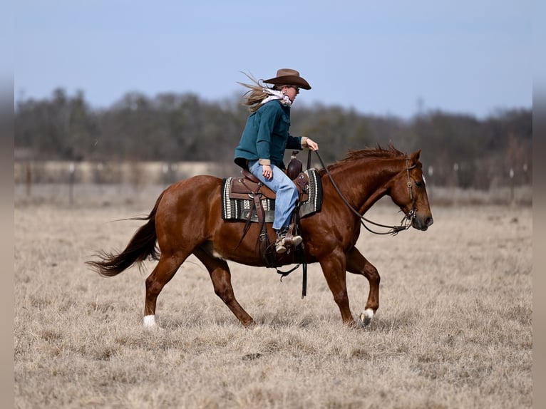 Quarter horse américain Hongre 6 Ans 157 cm Roan-Bay in Mineral Wells