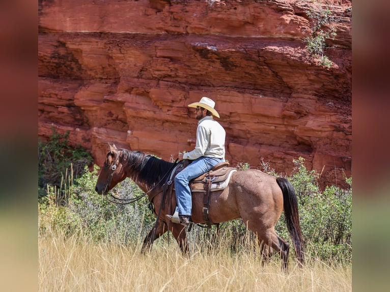 Quarter horse américain Hongre 6 Ans 157 cm Roan-Bay in Ranger