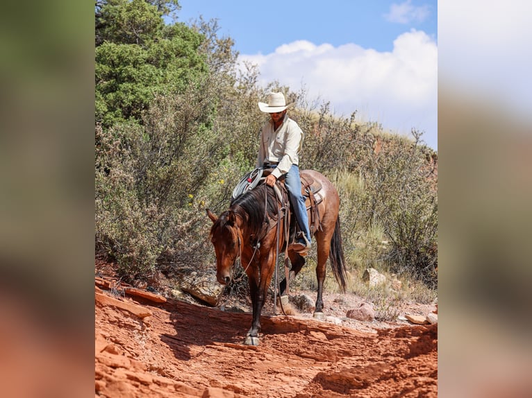 Quarter horse américain Hongre 6 Ans 157 cm Roan-Bay in Ranger