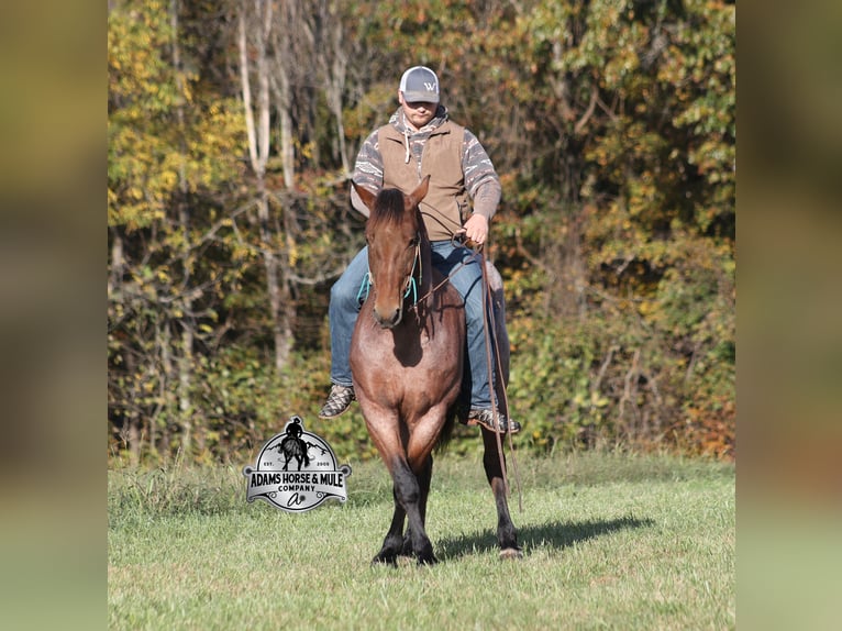 Quarter horse américain Hongre 6 Ans 157 cm Roan-Bay in Mount Vernon