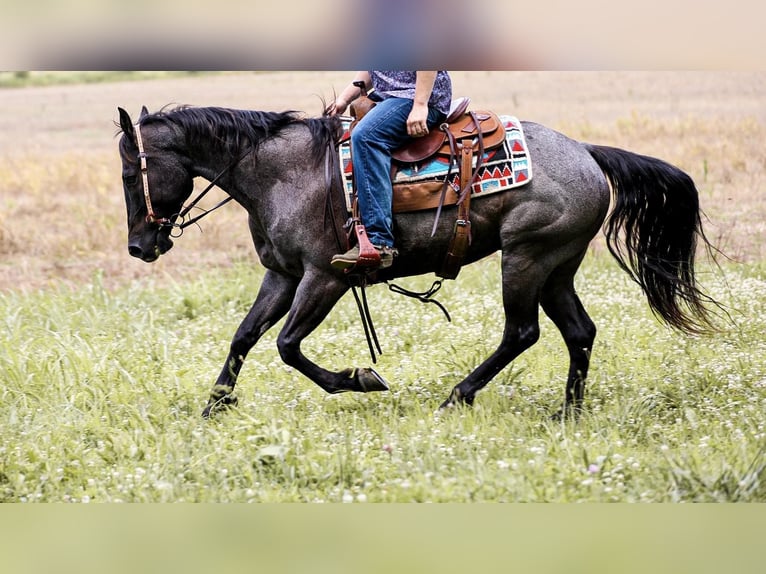 Quarter horse américain Hongre 6 Ans 157 cm Rouan Bleu in Santa Fe TN