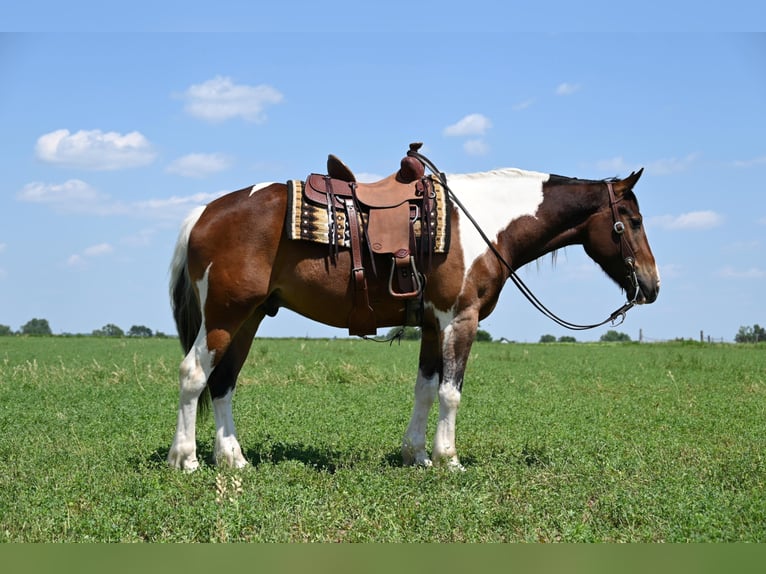 Quarter horse américain Hongre 6 Ans 157 cm Tobiano-toutes couleurs in Fairbank IA