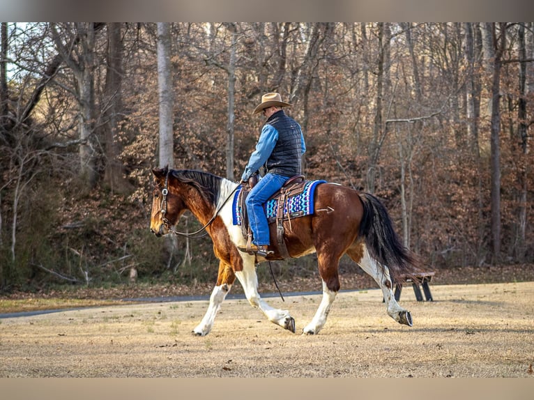 Quarter horse américain Hongre 6 Ans 157 cm Tobiano-toutes couleurs in Mountain Grove MO