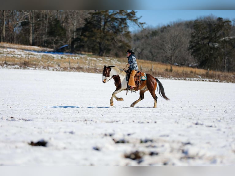 Quarter horse américain Hongre 6 Ans 157 cm Tobiano-toutes couleurs in Santa Fe TN