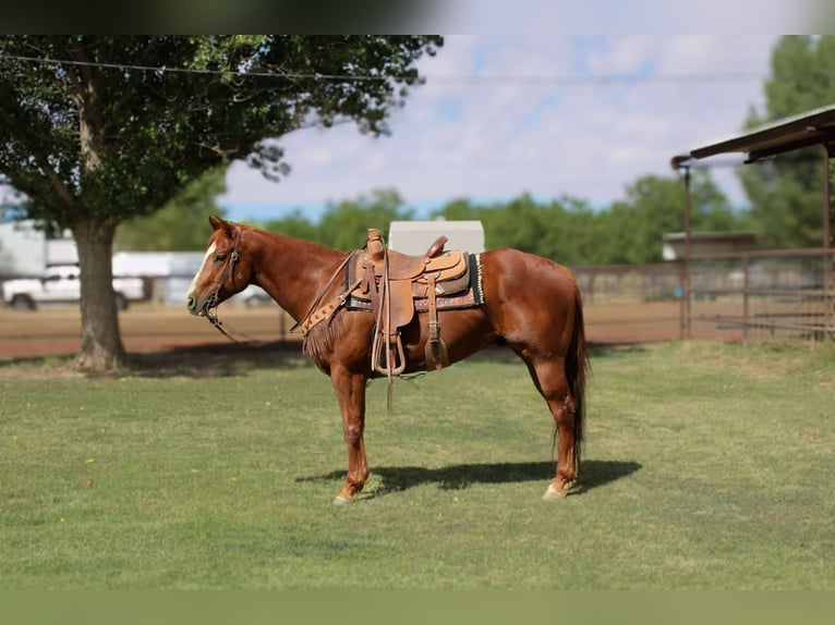 Quarter horse américain Hongre 6 Ans 160 cm Alezan brûlé in El Paso TX
