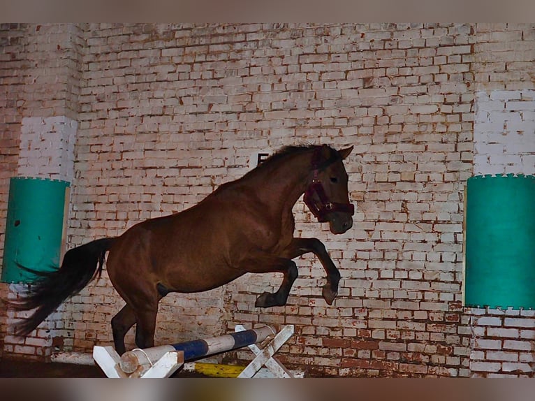 Quarter horse américain Croisé Hongre 6 Ans 160 cm Bai in Kaltohmfeld