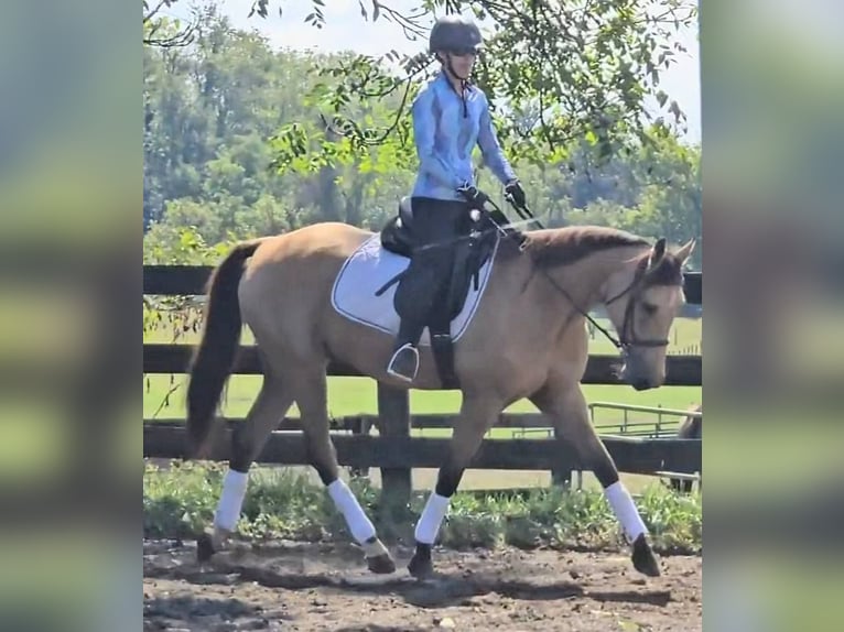 Quarter horse américain Hongre 6 Ans 160 cm Buckskin in Jeffersonton