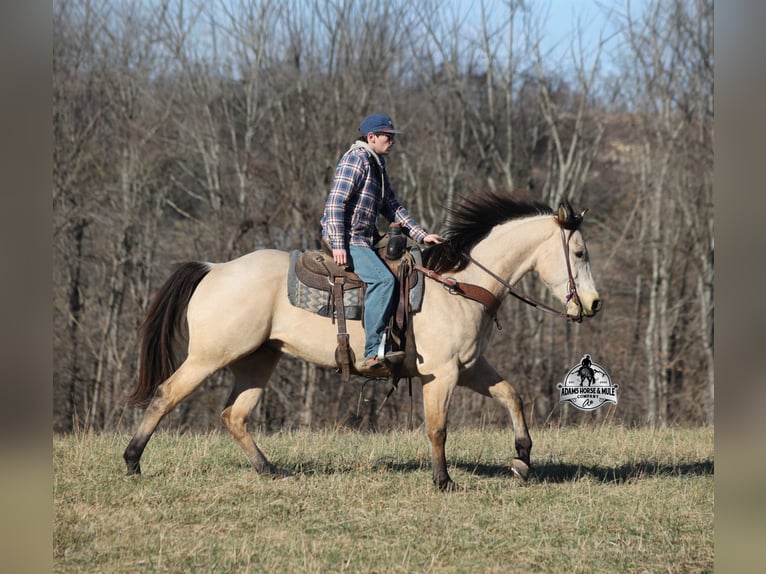 Quarter horse américain Hongre 6 Ans 160 cm Buckskin in Mount Vernon