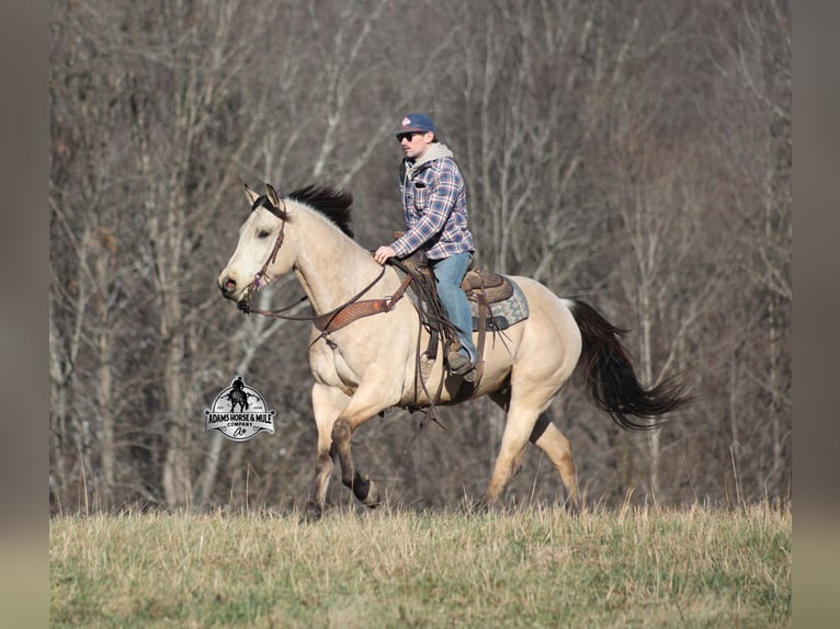 Quarter horse américain Hongre 6 Ans 160 cm Buckskin in Mount Vernon