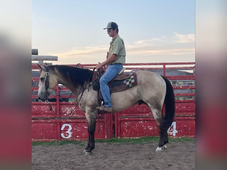 Quarter horse américain Hongre 6 Ans 160 cm Buckskin in LISBON, IA
