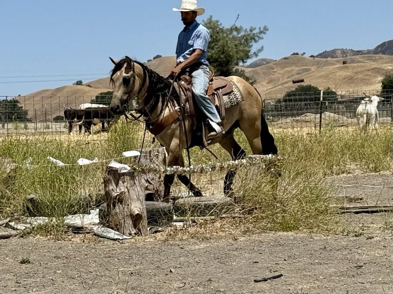 Quarter horse américain Hongre 6 Ans 160 cm Buckskin in Paicines CA