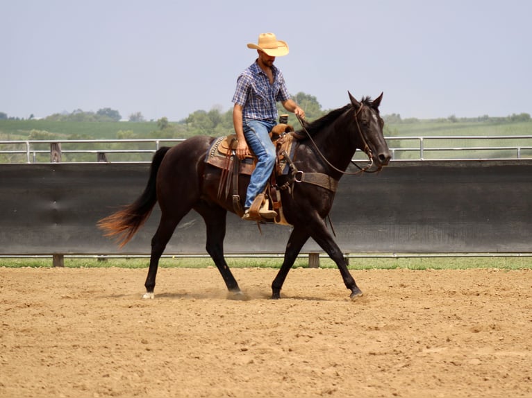 Quarter horse américain Hongre 6 Ans 160 cm Noir in La Motte, IA