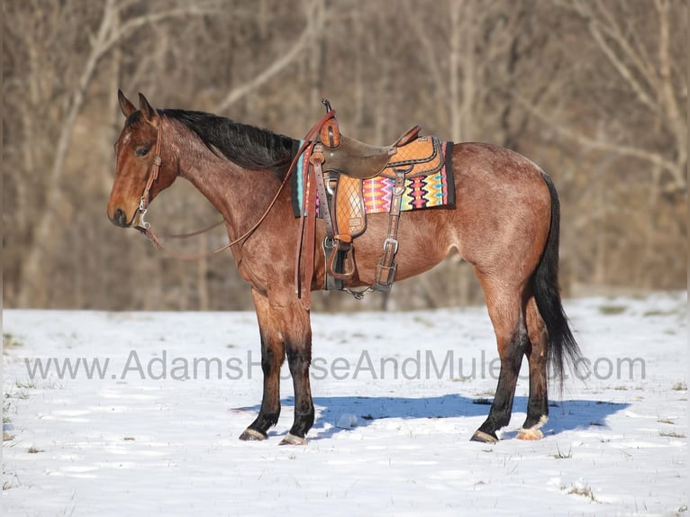 Quarter horse américain Hongre 6 Ans 160 cm Roan-Bay in Mount Vernon