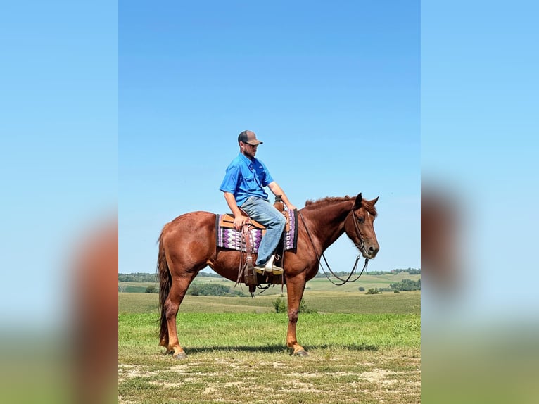 Quarter horse américain Hongre 6 Ans 163 cm Alezan brûlé in Van Horne IA
