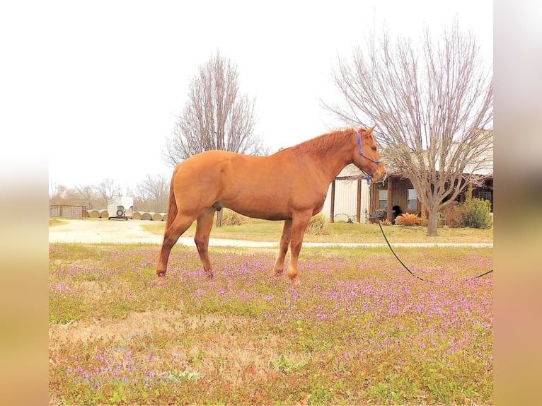 Quarter horse américain Hongre 6 Ans 163 cm Alezan dun in New Summerfield, TX