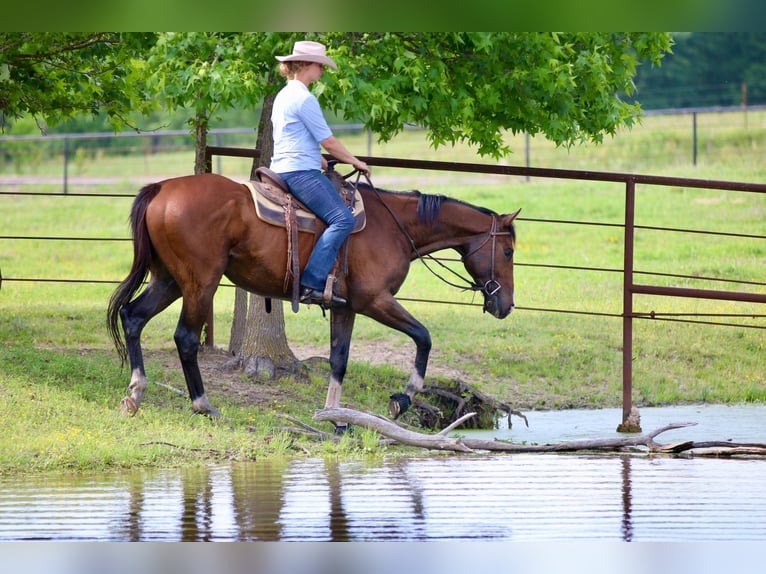 Quarter horse américain Croisé Hongre 6 Ans 163 cm Bai cerise in Athens