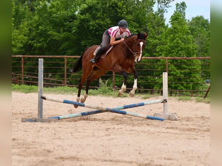 Quarter horse américain Croisé Hongre 6 Ans 163 cm Bai cerise in Athens