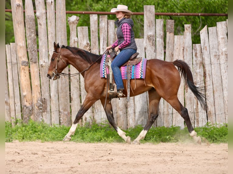 Quarter horse américain Croisé Hongre 6 Ans 163 cm Bai cerise in Athens