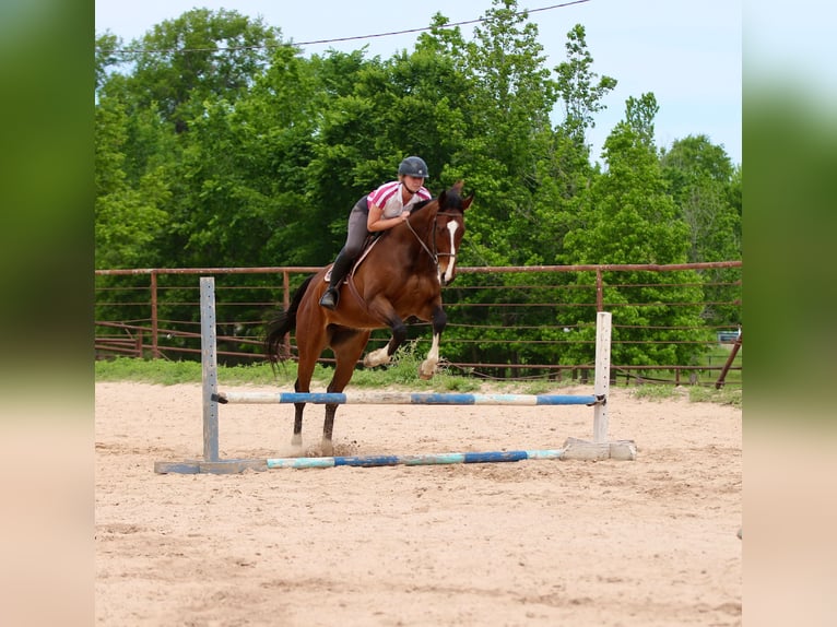 Quarter horse américain Croisé Hongre 6 Ans 163 cm Bai cerise in Athens