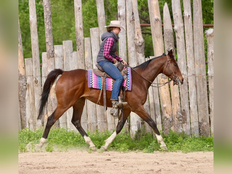 Quarter horse américain Croisé Hongre 6 Ans 163 cm Bai cerise in Athens