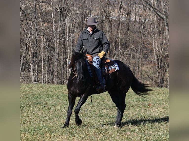 Quarter horse américain Hongre 6 Ans 163 cm Noir in Mount Vernon