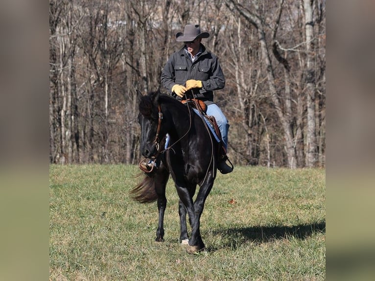 Quarter horse américain Hongre 6 Ans 163 cm Noir in Mount Vernon