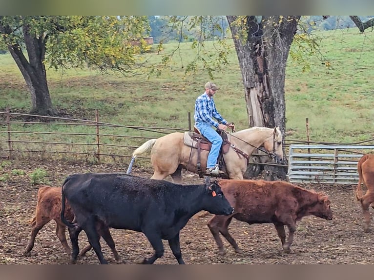 Quarter horse américain Hongre 6 Ans 163 cm Palomino in Rockville