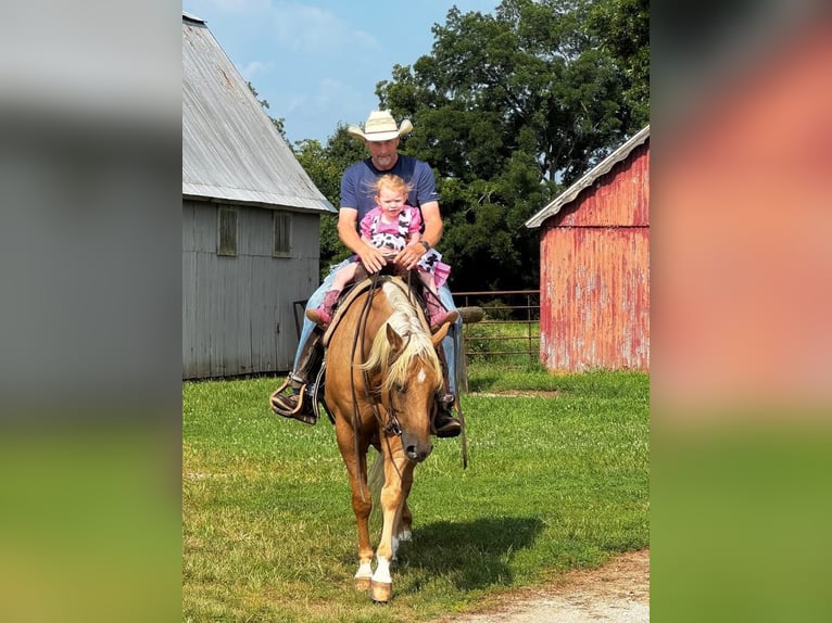Quarter horse américain Hongre 6 Ans 163 cm Palomino in Rockville
