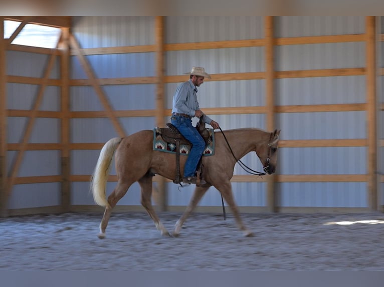 Quarter horse américain Hongre 6 Ans 163 cm Palomino in Rockville