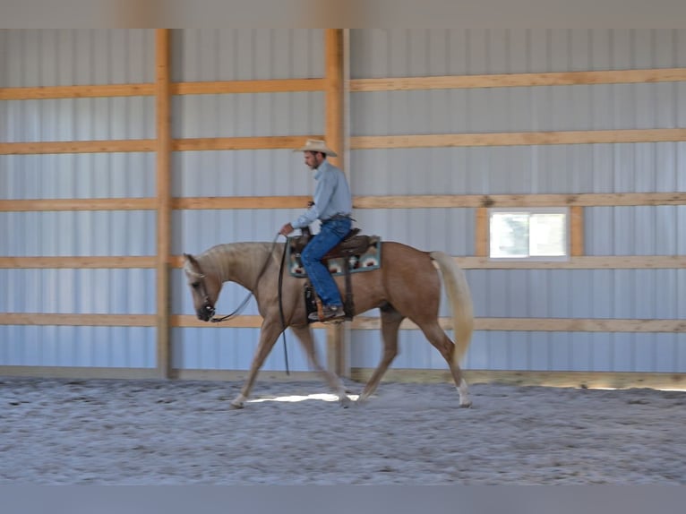 Quarter horse américain Hongre 6 Ans 163 cm Palomino in Rockville