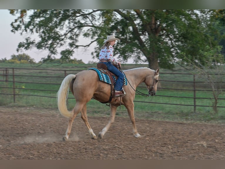 Quarter horse américain Hongre 6 Ans 163 cm Palomino in Rockville