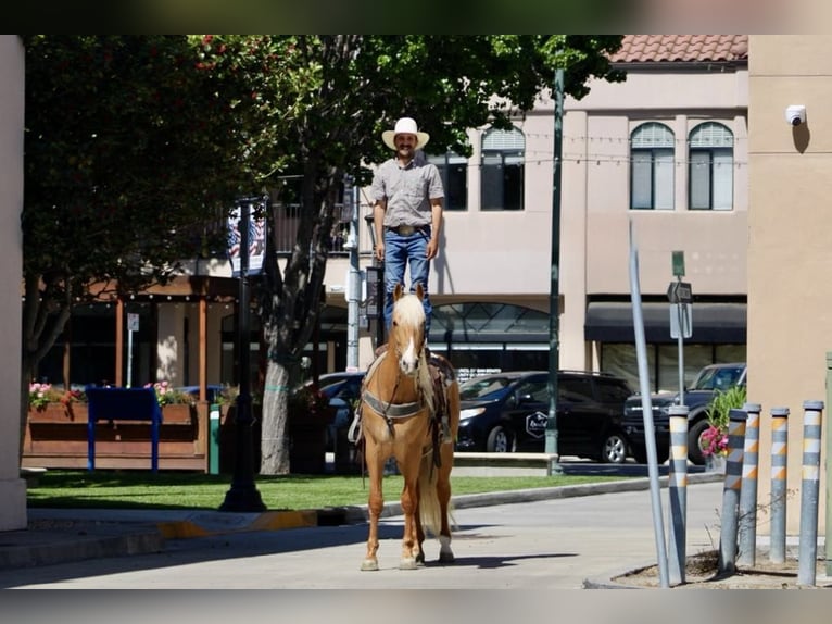 Quarter horse américain Hongre 6 Ans 163 cm Palomino in Paicines CA