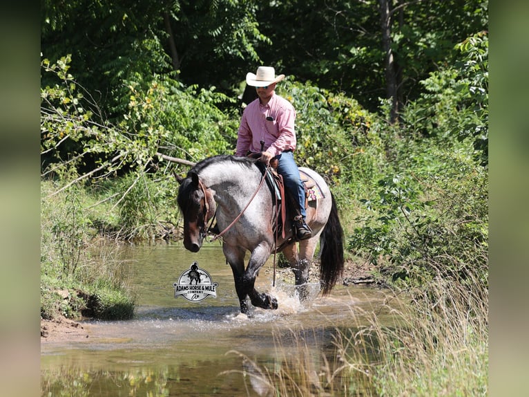 Quarter horse américain Hongre 6 Ans 163 cm Rouan Bleu in Gladstone, NJ