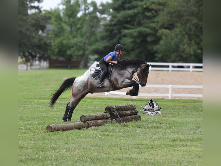 Quarter horse américain Hongre 6 Ans 163 cm Rouan Bleu in Gladstone, NJ