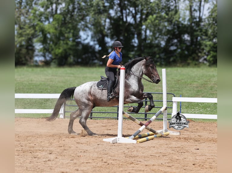Quarter horse américain Hongre 6 Ans 163 cm Rouan Bleu in Gladstone, NJ