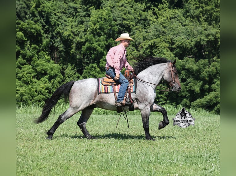 Quarter horse américain Hongre 6 Ans 163 cm Rouan Bleu in Gladstone, NJ