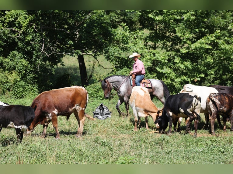 Quarter horse américain Hongre 6 Ans 163 cm Rouan Bleu in Gladstone, NJ