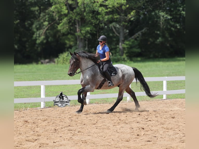 Quarter horse américain Hongre 6 Ans 163 cm Rouan Bleu in Gladstone, NJ