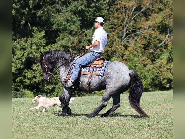 Quarter horse américain Hongre 6 Ans 163 cm Rouan Bleu in Mount Vernon