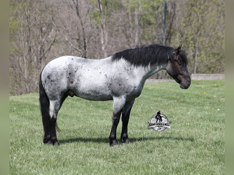 Quarter horse américain Hongre 6 Ans 163 cm Rouan Bleu in Mount Vernon
